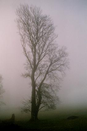 1004. Fog at Curraghmore (January).