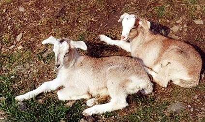 1038.  Kid Goats, Tower Hill