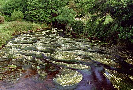 1062.  Cldagh River