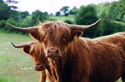 1063.  Highland Cattle at Guilcagh