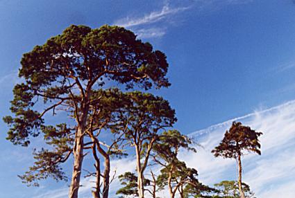 1074.  Pine Trees at Cldagh House