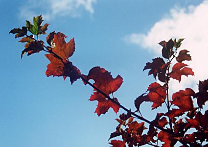 1097.  Autumn Leaves, Kilbunny