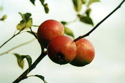 1114.  Autumn Harvest, Coolroe