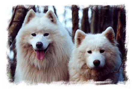 1146.  Samoyeds at Tower Hill