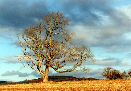 1150.  Old Ash Tree, Sallaheen (November)