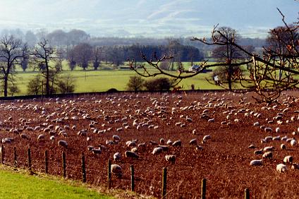 1185.  Winter Feeding, Clonegam