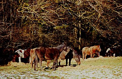 1206.  Winter fodder, Tower Hill