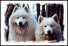 1146.  Samoyeds at Tower Hill