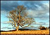 1150.  Old Ash Tree, Sallaheen (November)